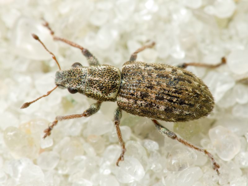 Sitona waterhousei Walton, 1846